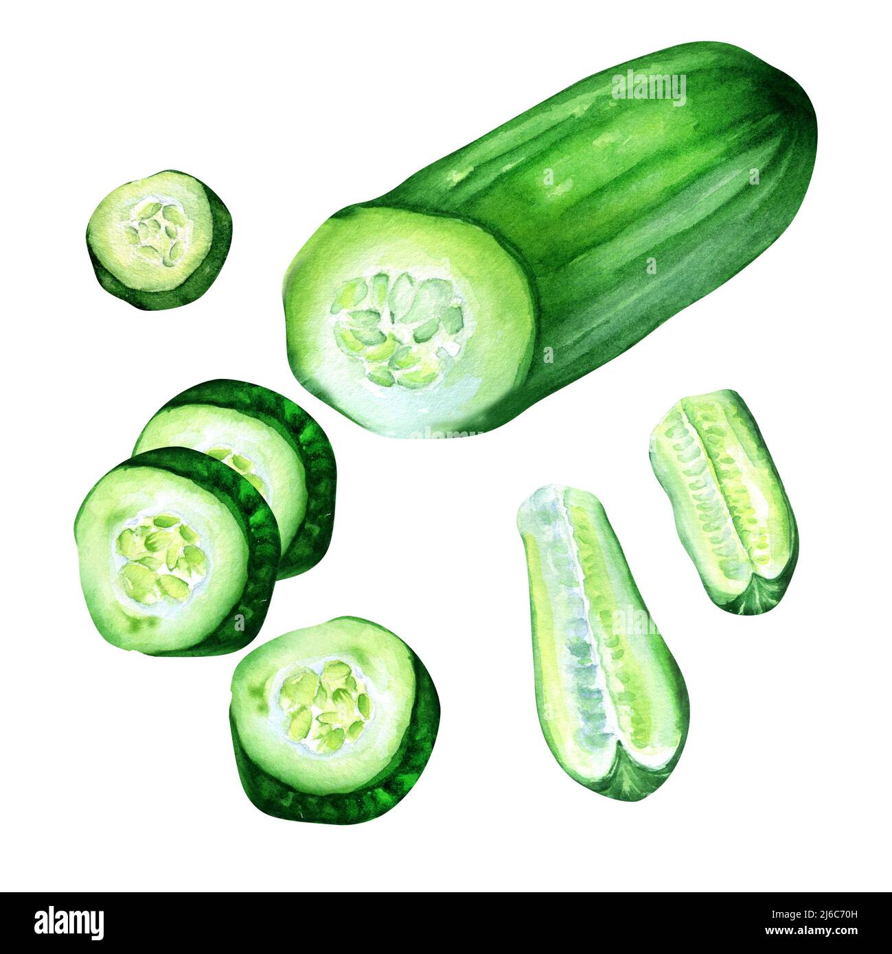 Green cucumber plant watercolor illustration on white background. Set of vegetables, cucumber slices hand painted for design menu, wrapping, ingredien Stock Photo