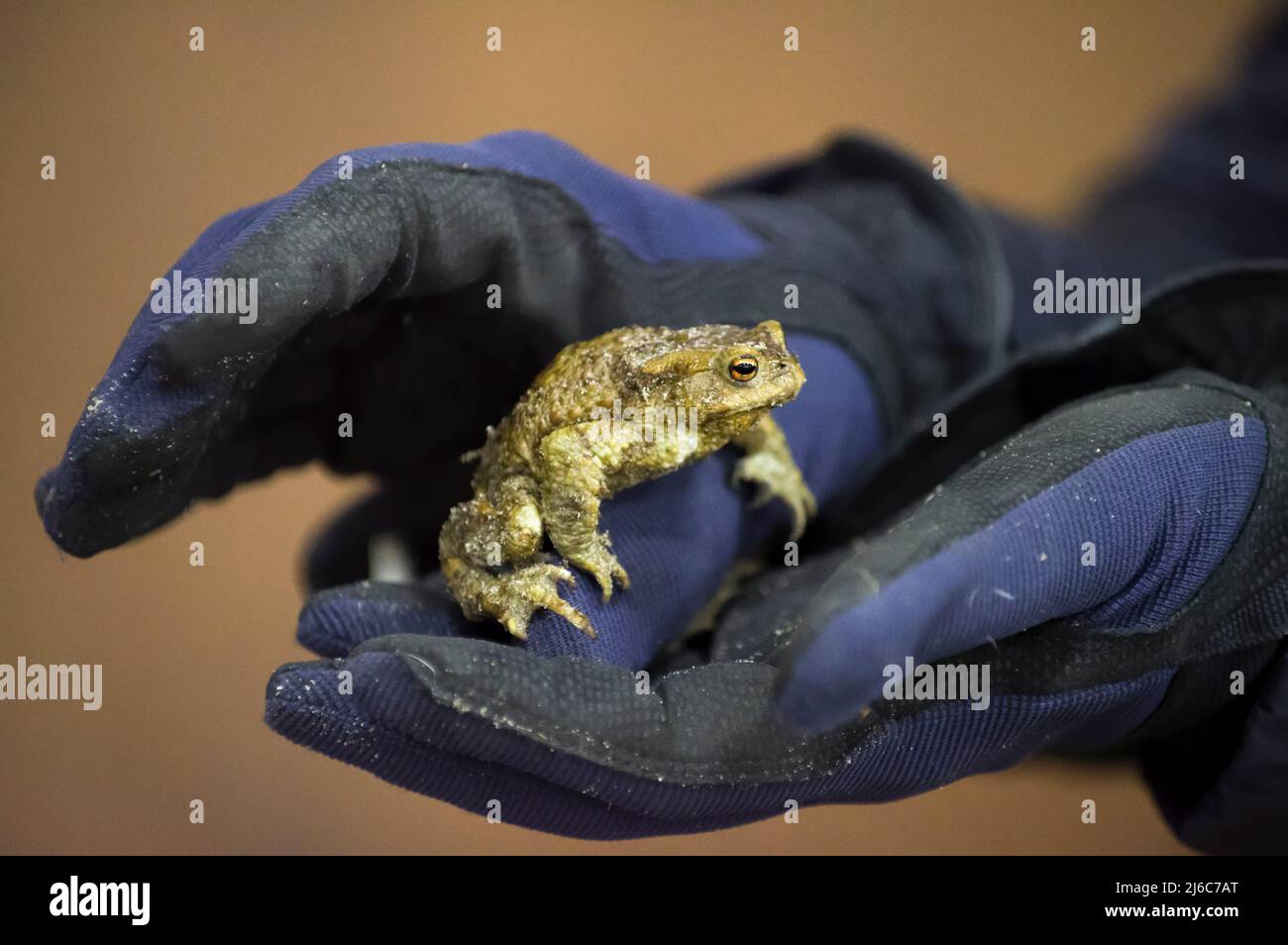 Close up view of hands in gloves holding a youn common toad, on brown background Stock Photo