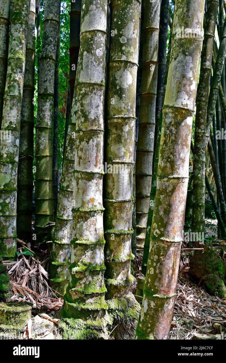 Giant bamboo or dragon bamboo (Dendrocalamus giganteus), Rio de Janeiro, Brazil Stock Photo