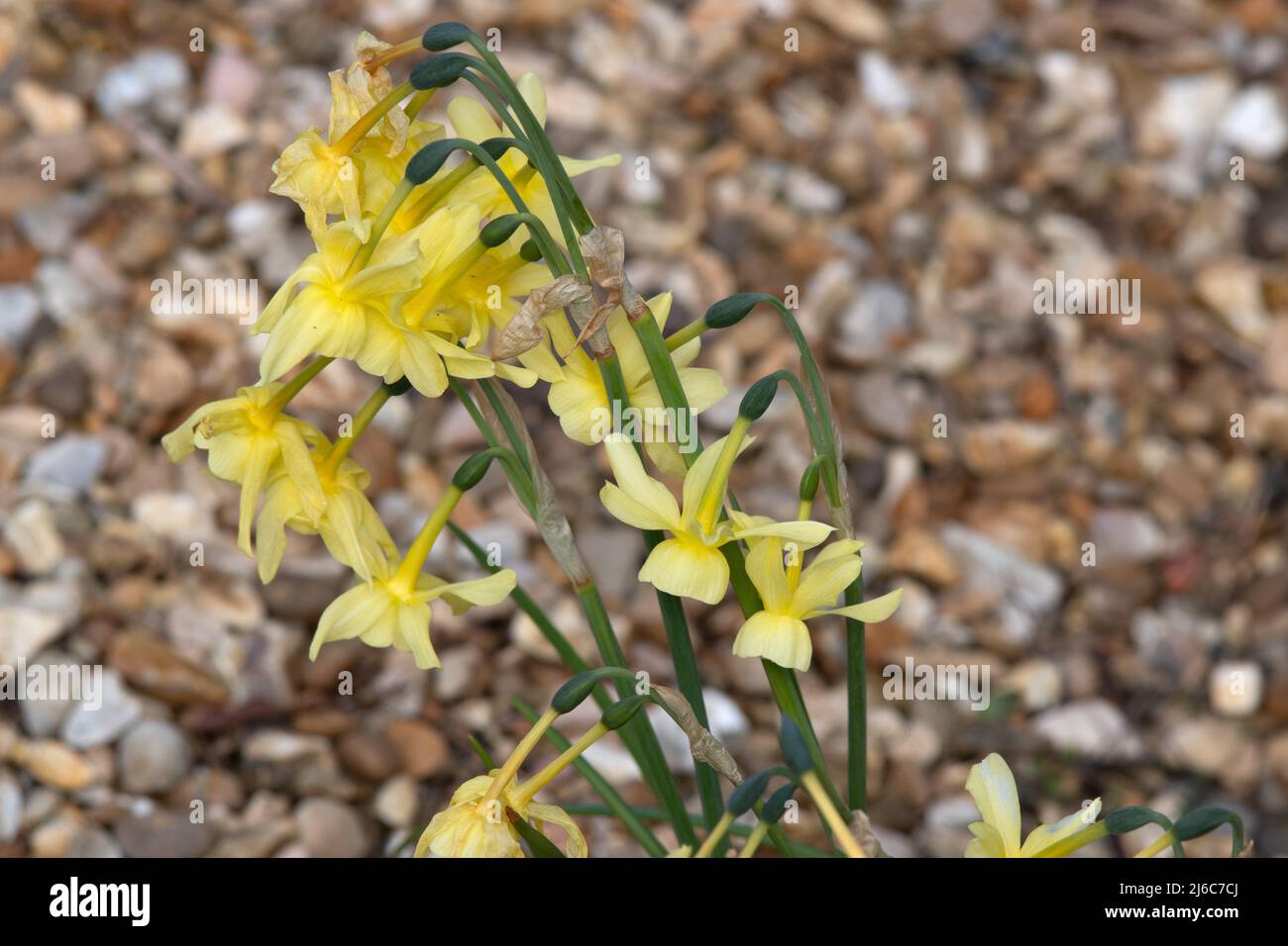 Narcissus 'Hawera' Stock Photo