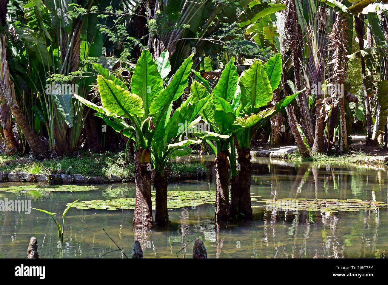 Water Banana Plant (Typhonodorum lindleyanum), Rio Stock Photo