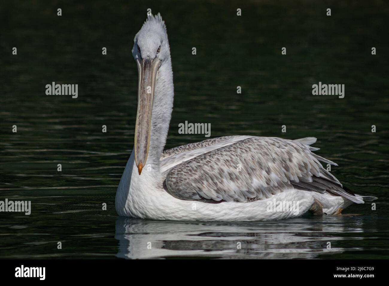 Pelican looking to camera while swimming, West Sussex, UK Stock Photo