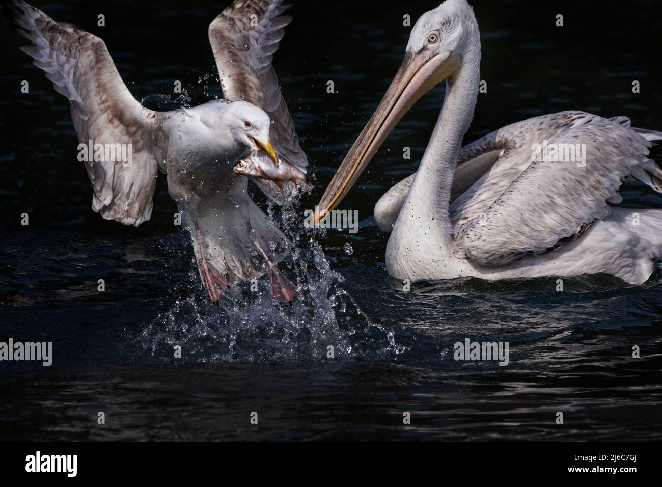 Gull swopping down to steal a fish from a Pelican, West Sussex, UK Stock Photo
