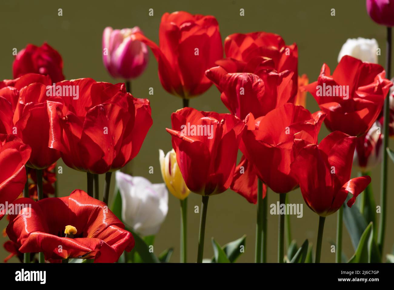 Tulip Esmee Stock Photo