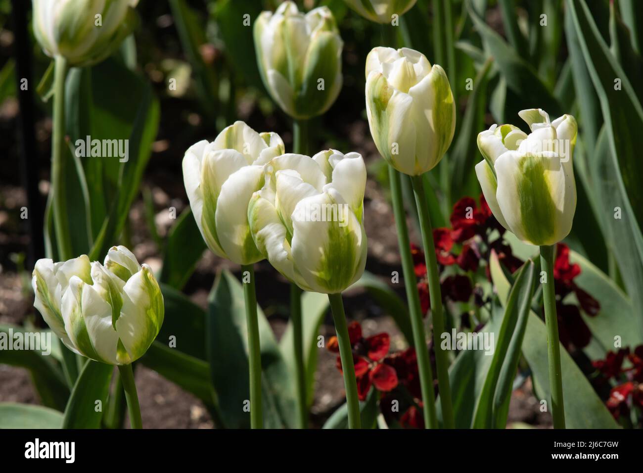 Tulip Twilight Princess Stock Photo