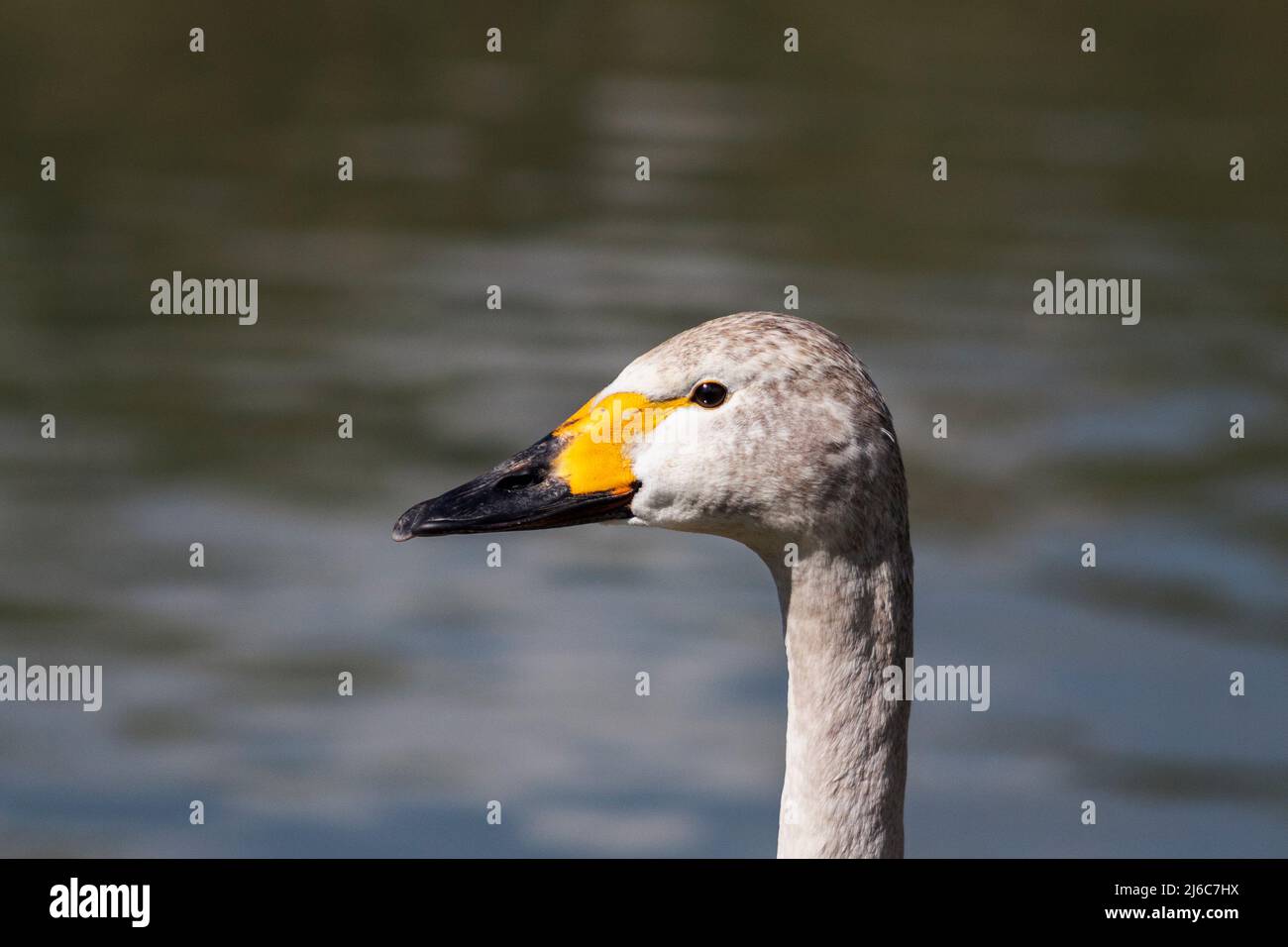 Head of a Bewick swan against the ripples of a pond, West Sussex, UK Stock Photo