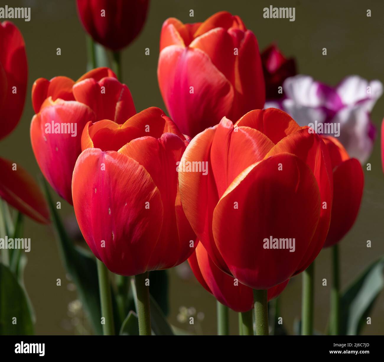 Tulip Ad Rem Stock Photo