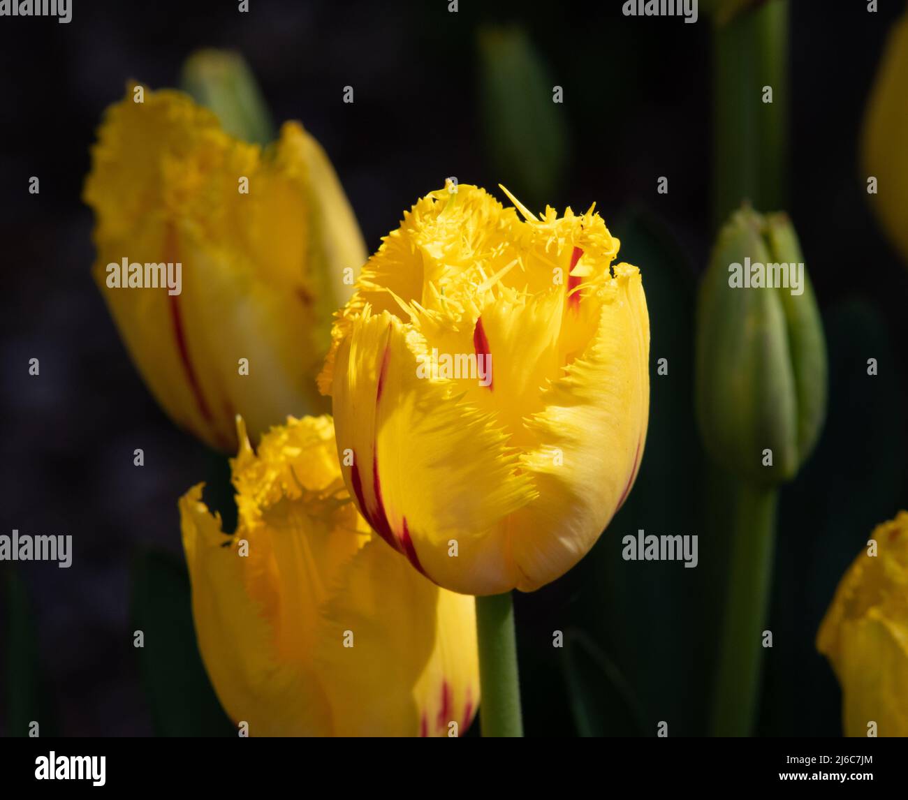 Tulip Party Clown Stock Photo - Alamy