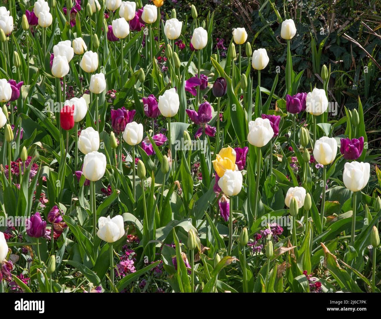Mixed bed of late tulips Angel's Wish and Greuze Stock Photo