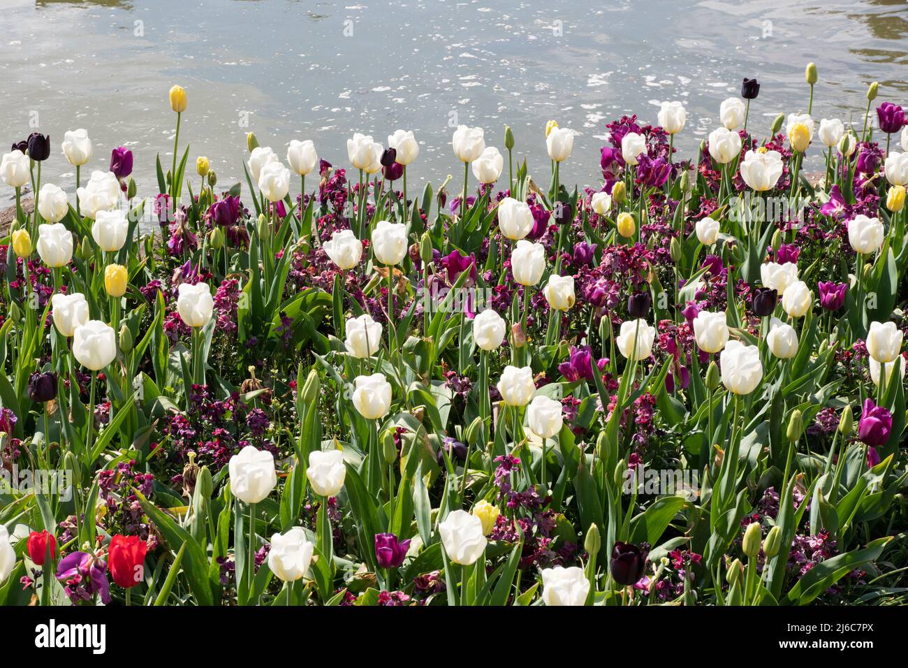 Mixed bed of late tulips Angel's Wish and Greuze Stock Photo
