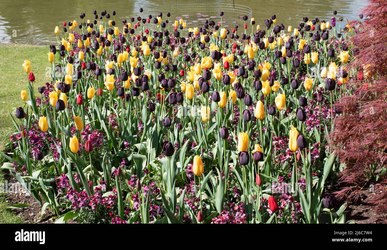 Mixed planting of tulips: Queen of the Night, Big Smiles, King's Blood Stock Photo