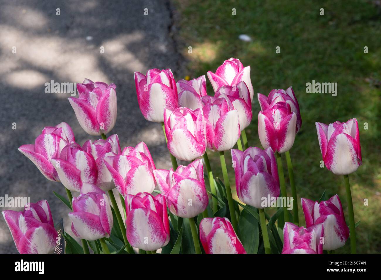 Tulipa 'Affaire' Stock Photo