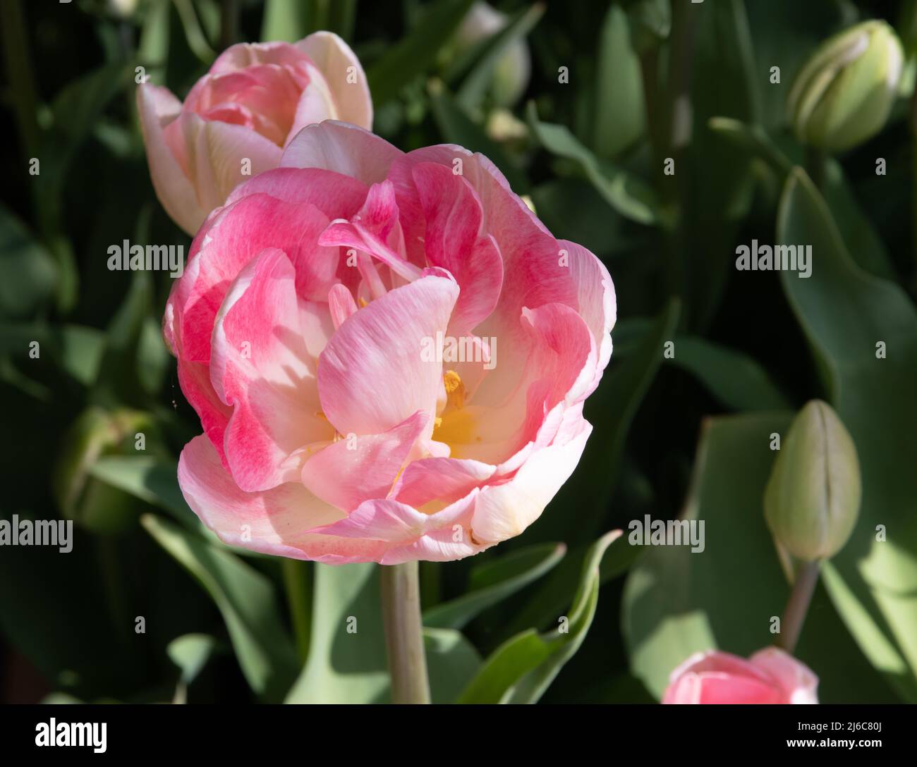 Tulipa 'Angélique' Stock Photo