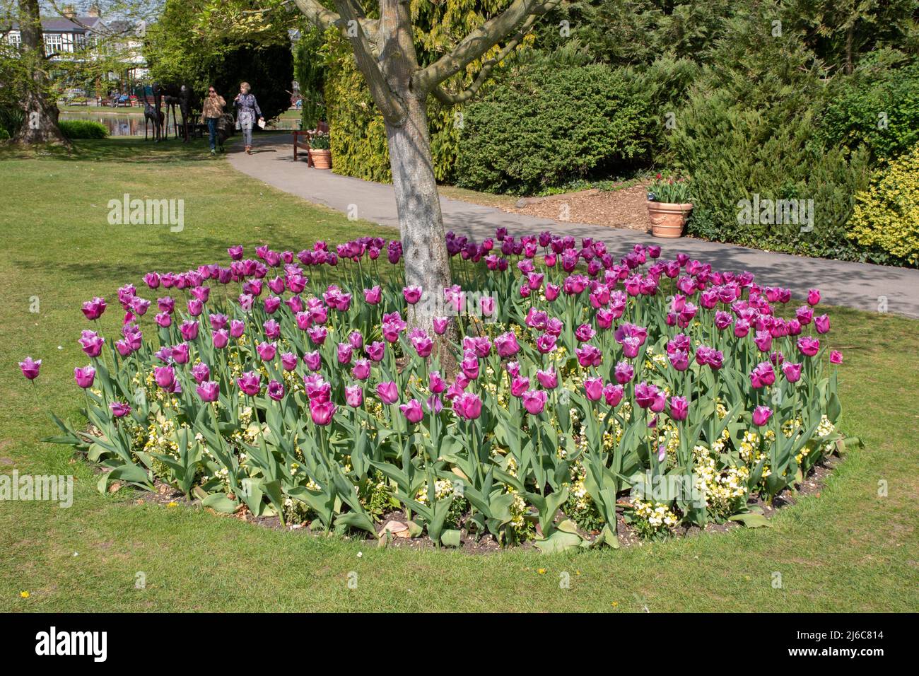 Bed of tulipa Louvre and yellow wallflowers around the base of a small tree in Burnby Hall Gardens Stock Photo