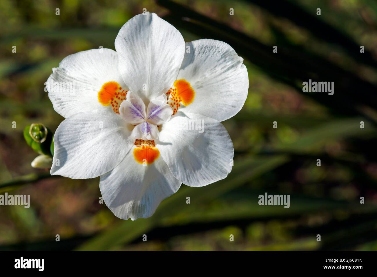 African iris, Fortnight lily or Morea iris (Dietes iridioides) Stock Photo