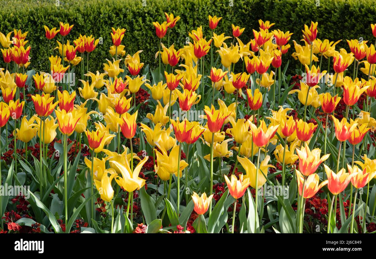 Tulipa 'Fire Wings' and West Point (yellow) Stock Photo