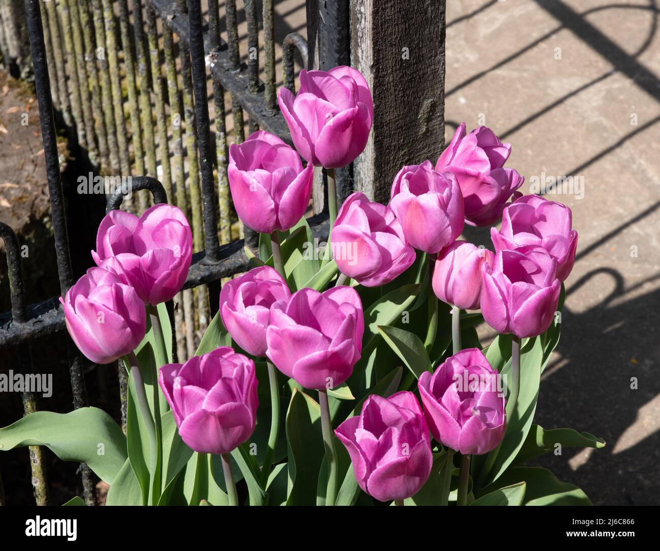 Tulipa alibi hi-res stock photography and images - Alamy