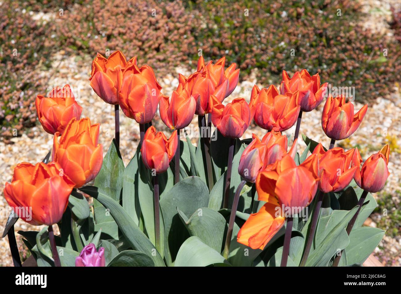 Tulip 'Fire Queen' Stock Photo