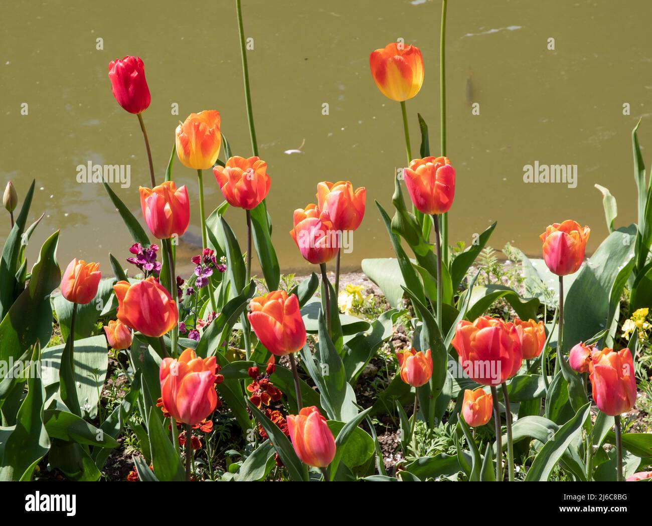 Tulip Jimmy Stock Photo