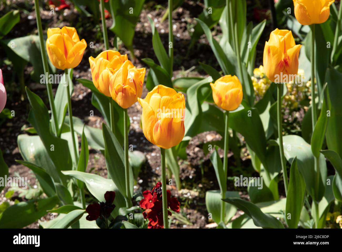 Tulip 'Olympic Flame' Stock Photo