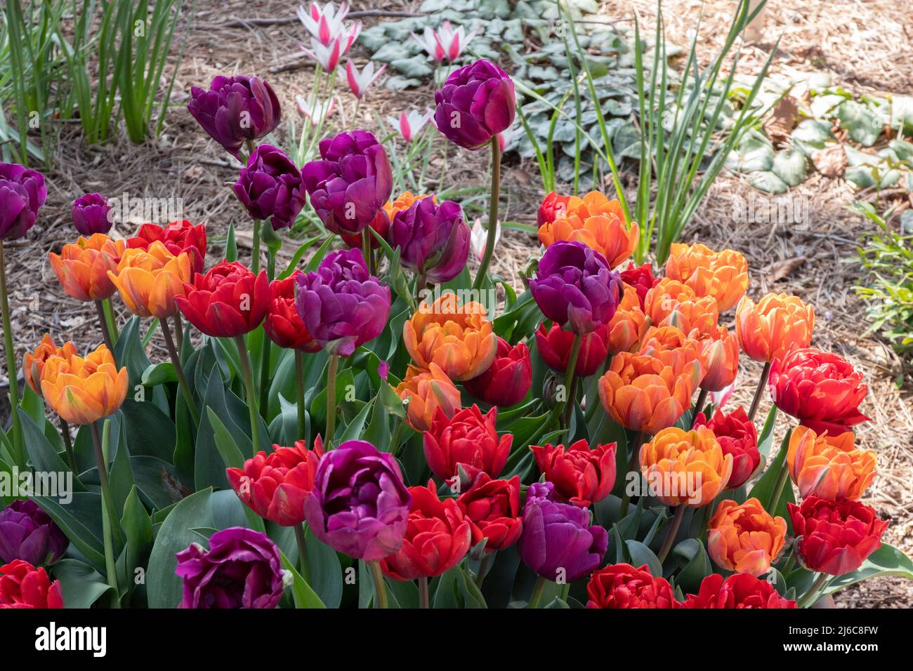 Double tulips Negrita, Orange Princess and Red Princess Stock Photo