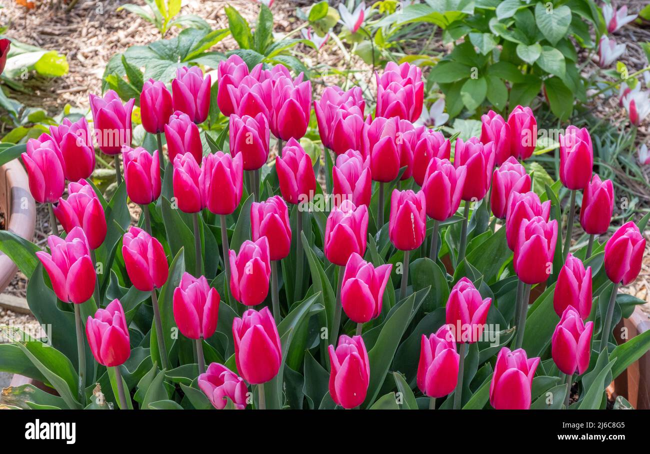 Tulip Capri Dream Stock Photo