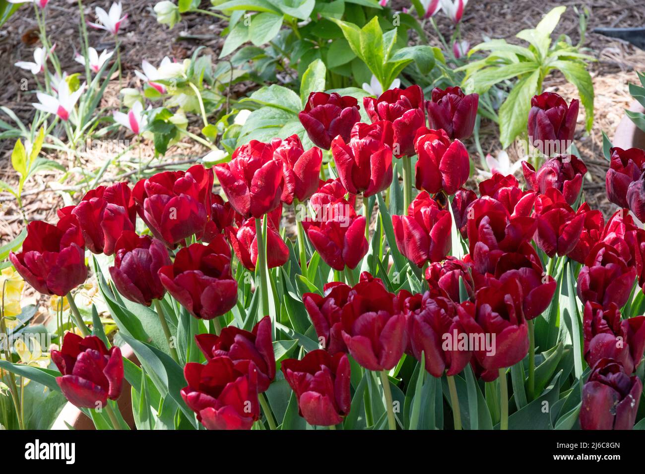 Tulip Hong Kong Stock Photo