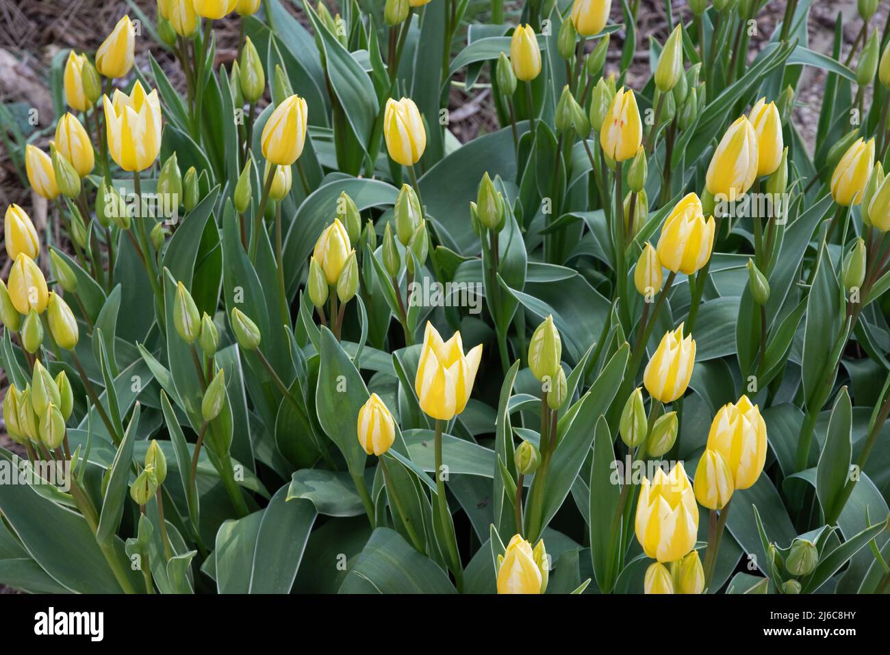 Tulip Antoinette multiflowered colour changing Stock Photo