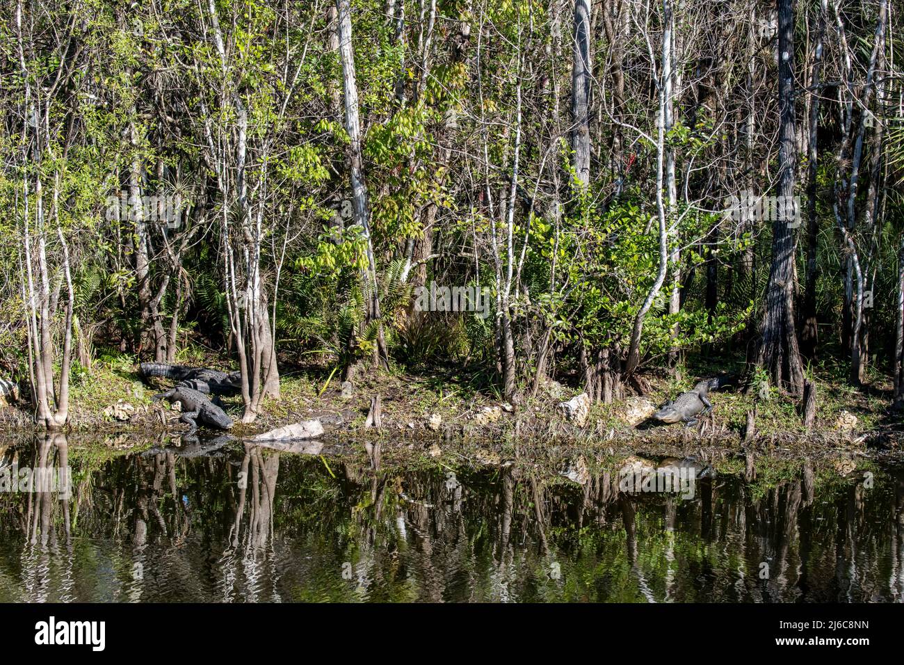 Ochopee, Florida. Three American Alligators 'Alligator mississippiensis' sunning on the shore of a swamp in the Everglades. Stock Photo