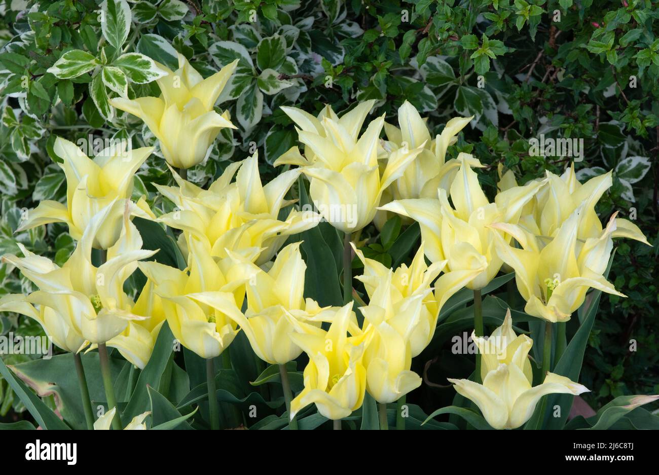 Tulip Florijn Chic Stock Photo