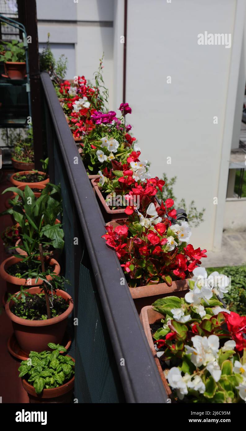 many pots with Begonia flowers and other plants on the terrace of the apartment in the city Stock Photo