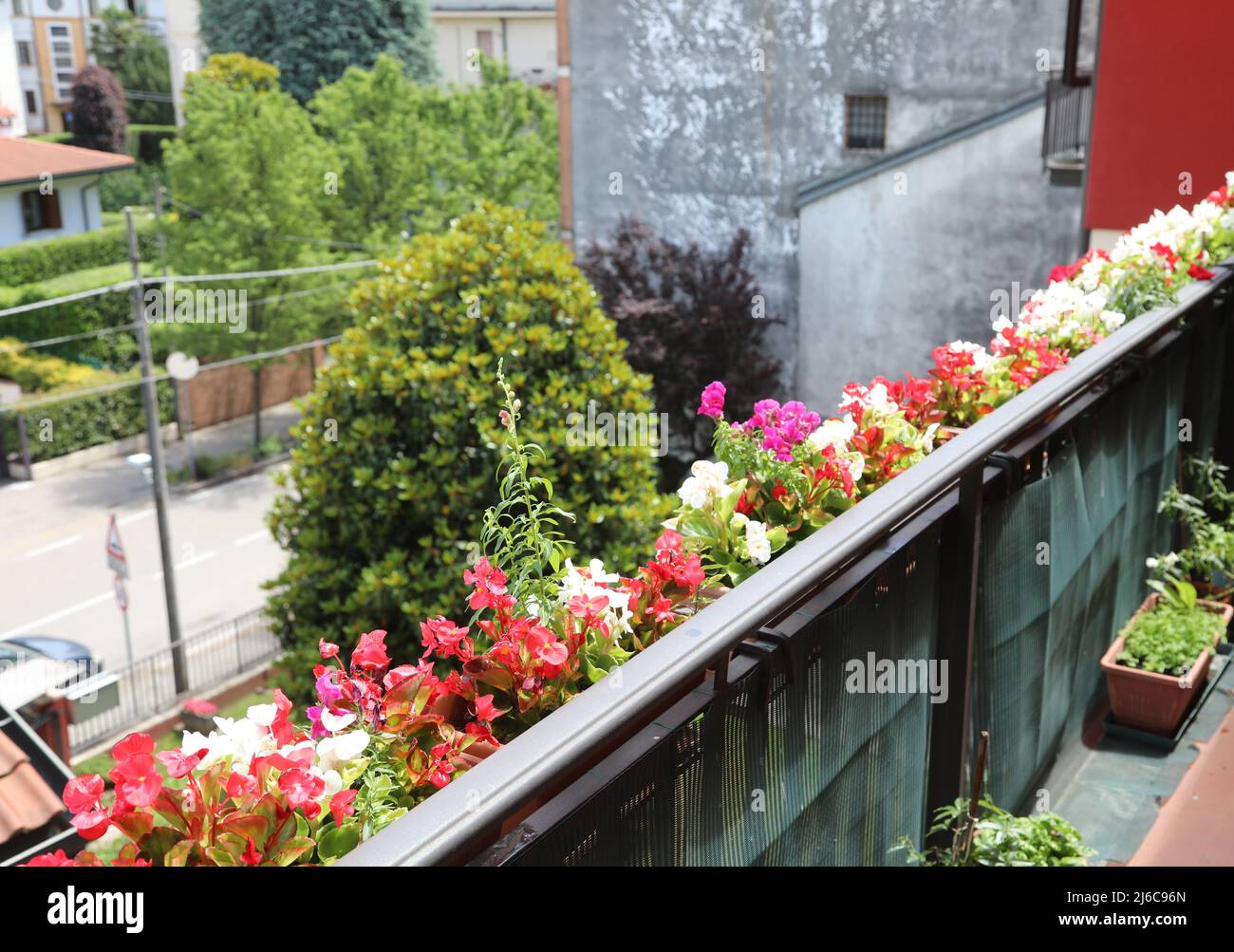many pots with begonia flowers on the terrace of the apartment in the city Stock Photo
