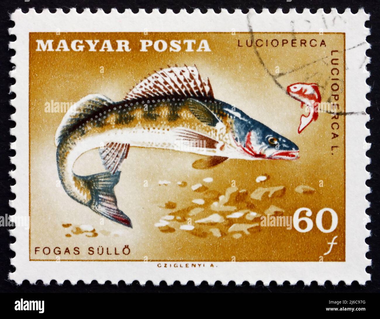 HUNGARY - CIRCA 1967: a stamp printed in the Hungary shows Pike Perch, Sander Lucioperca, Fish, circa 1967 Stock Photo