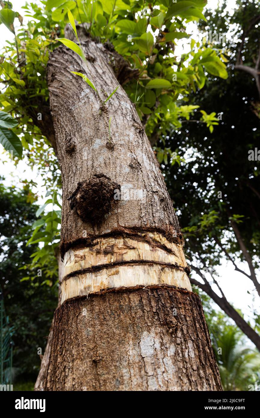 Girdling tree trunk bark will kill the tree with nutrients prevented