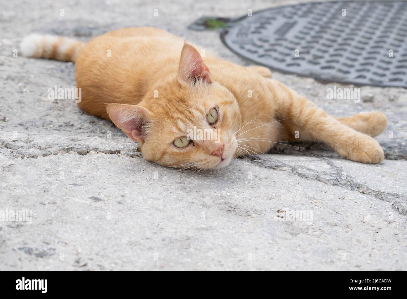 Male adult cat hi-res stock photography and images - Alamy
