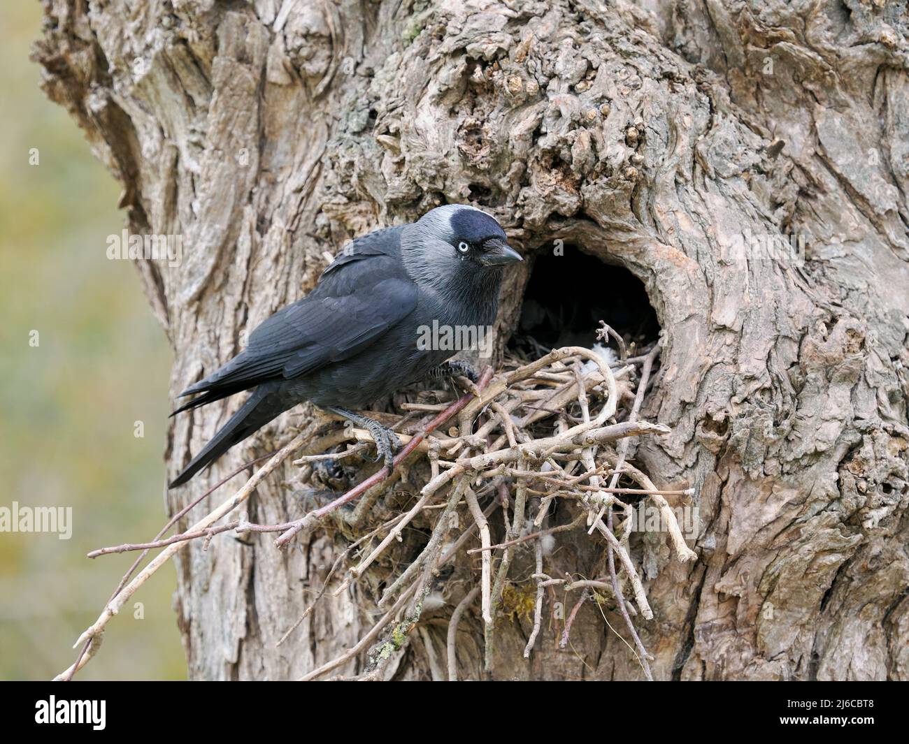 Jackdaw, Corvus monedula, single bird at nest, Gloucestershire, April 2022 Stock Photo