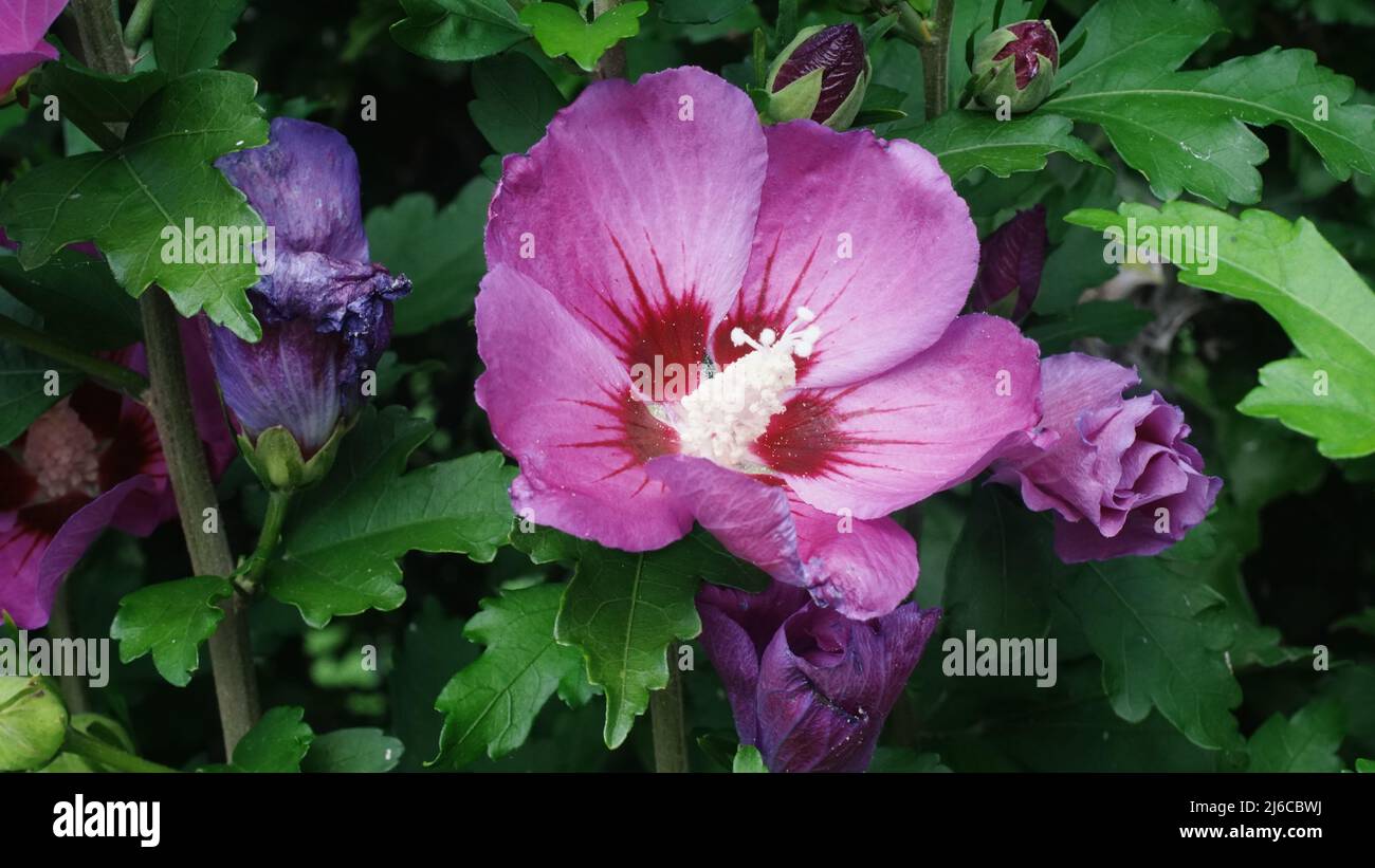 Hibiscus rose flower Stock Photo