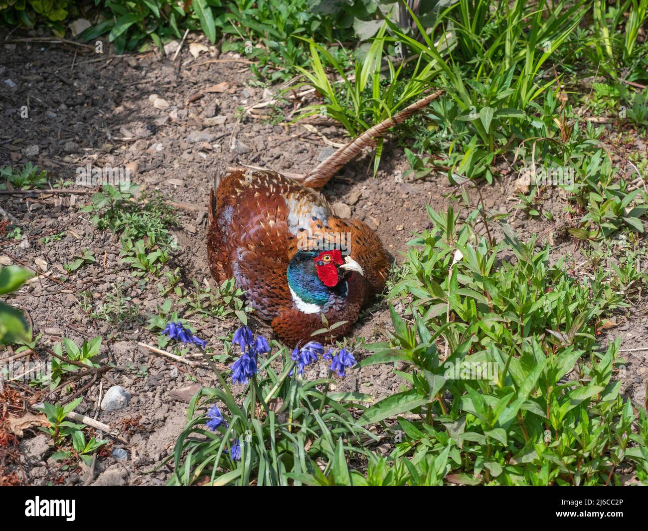 Male Pheasant Phasianus colchicus dust bathing in spring Stock Photo