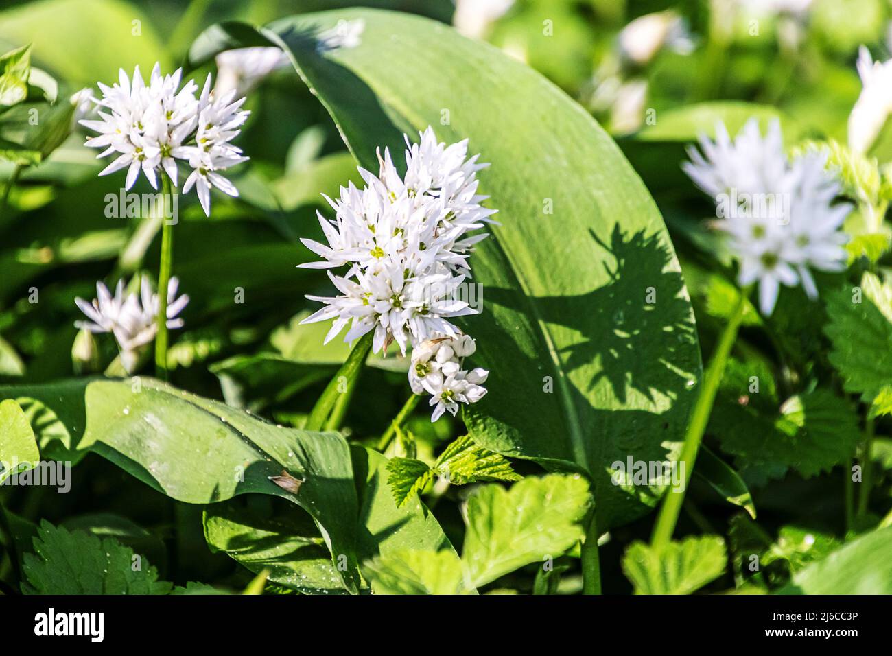 Flowering ramsons in spring. Allium ursinum also known as wild garlic, bear garlic, buckrams or wood garlic. Stock Photo