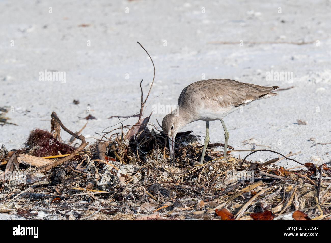 Florida. A Western Willet, (Tringa semipalmata) looking for crabs, worms and invertebrates on Sanibel Island. Stock Photo