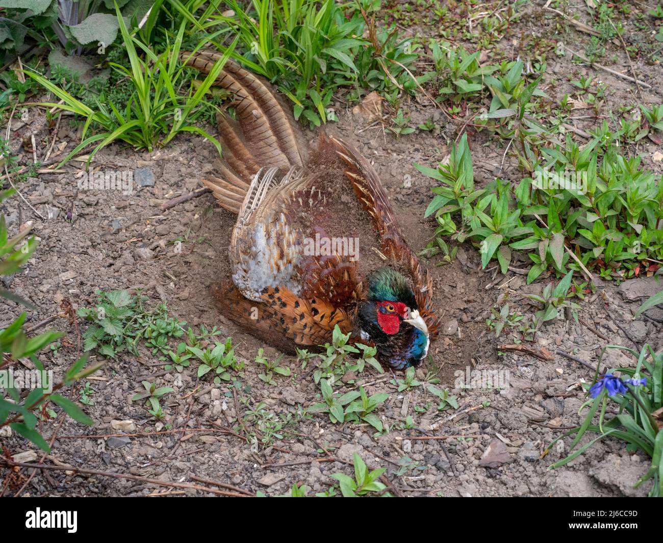 Male Pheasant Phasianus colchicus dust bathing in spring Stock Photo
