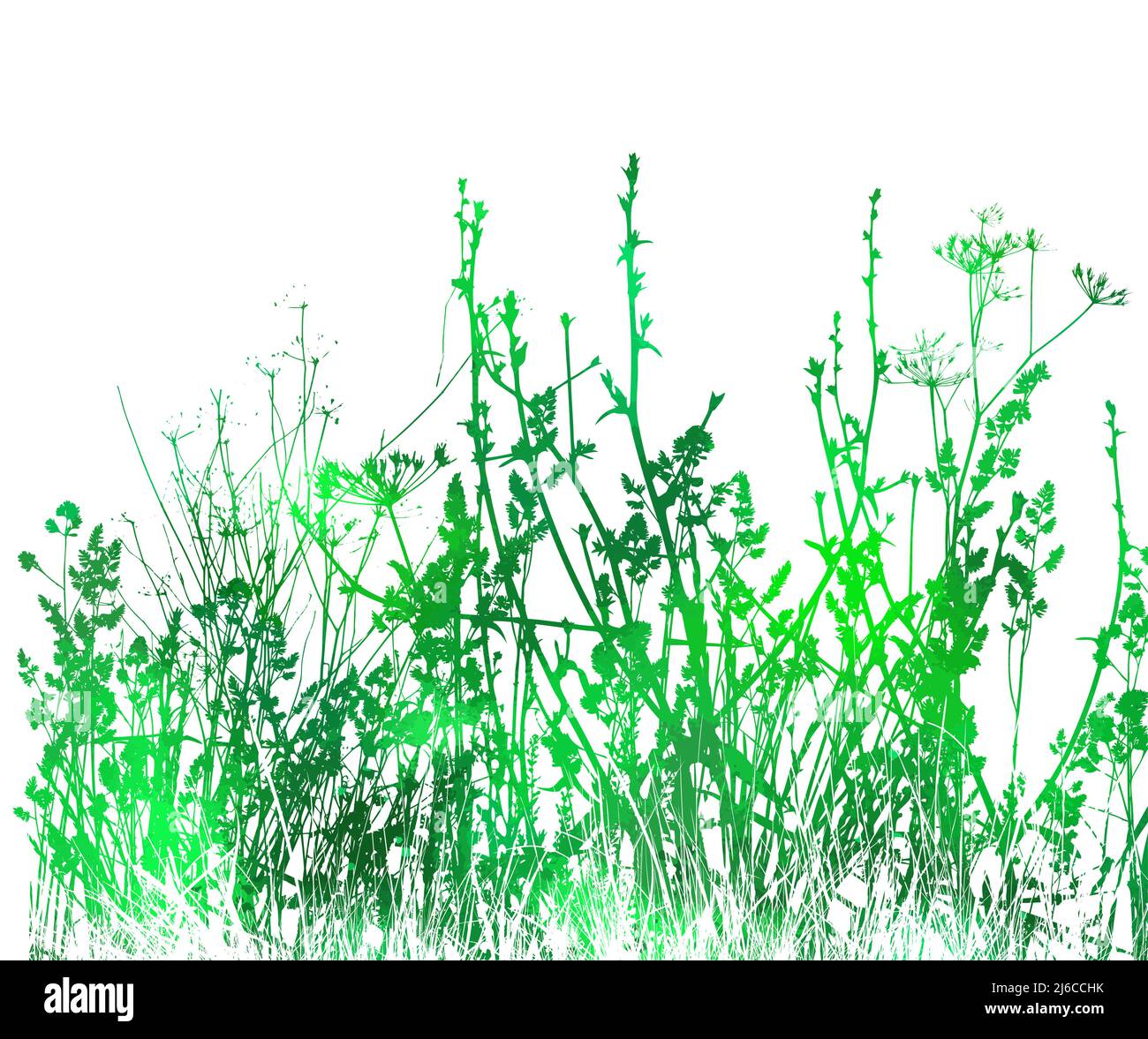 Green Grass With Flowers Isolated On White Background, Vector ...