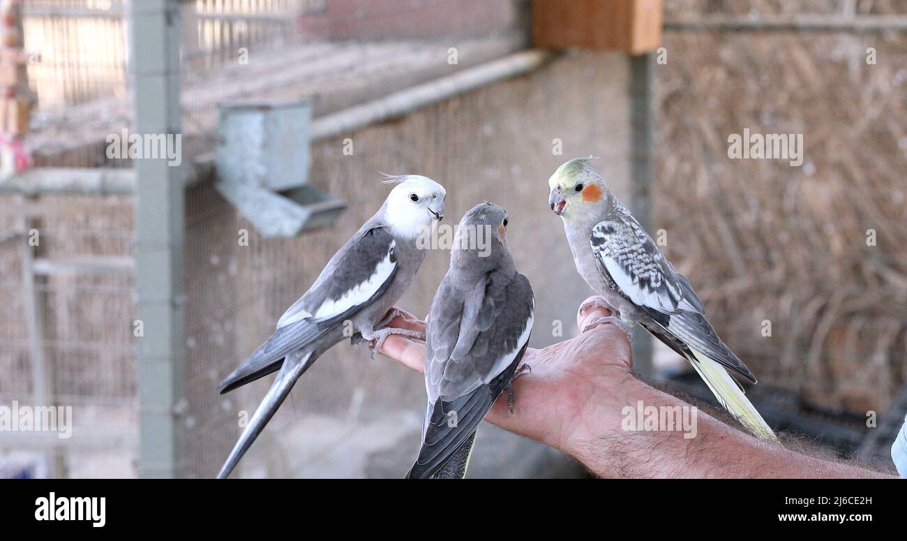 Feeding beautiful parrots by hand. Little birds eat from the hand Stock Photo Alamy