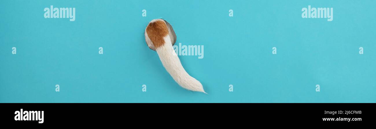 Dog tail sticking out of a hole in paper blue background Stock Photo ...