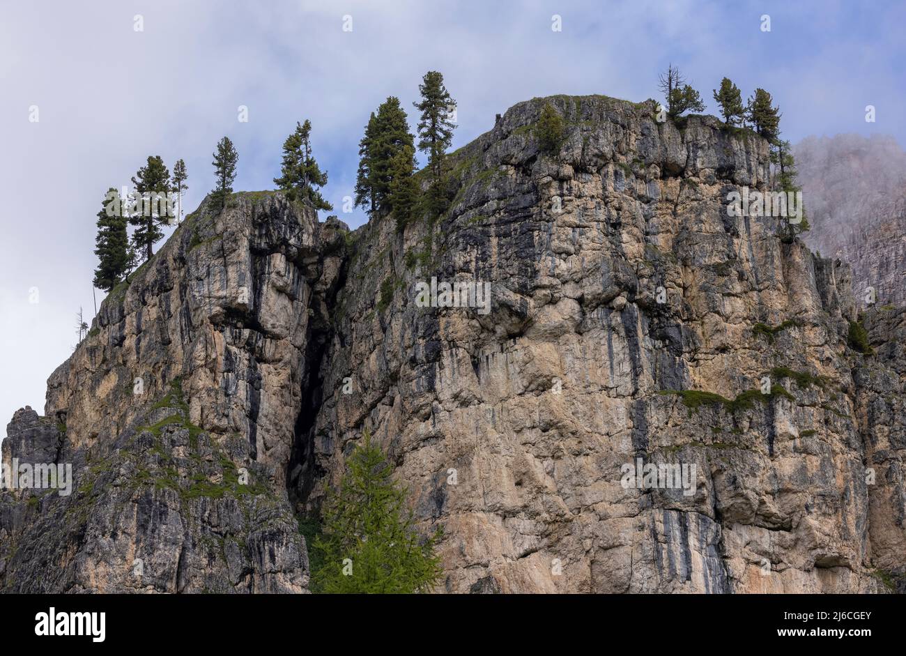 Arolla pine, Pinus cembra, on high Dolomite cliffs below Falzarego Pass in the Dolomites. Stock Photo