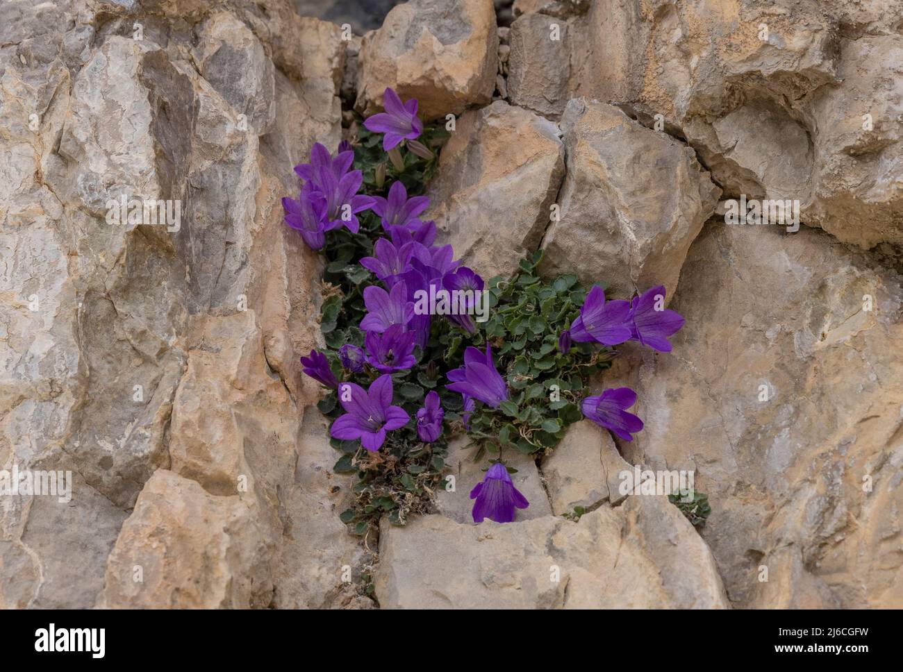 Moretti's bellflower, Campanula morettiana, growing on dolomite, in the Dolomites. A Dolomite endemic. Stock Photo