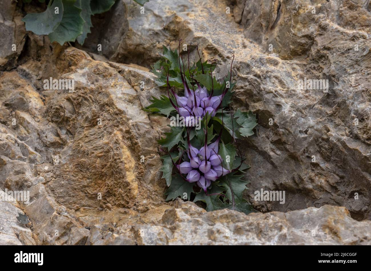 Devil's Claw, Physoplexis comosa in flower in rock-crevice, in the Dolomites. Italy. Stock Photo