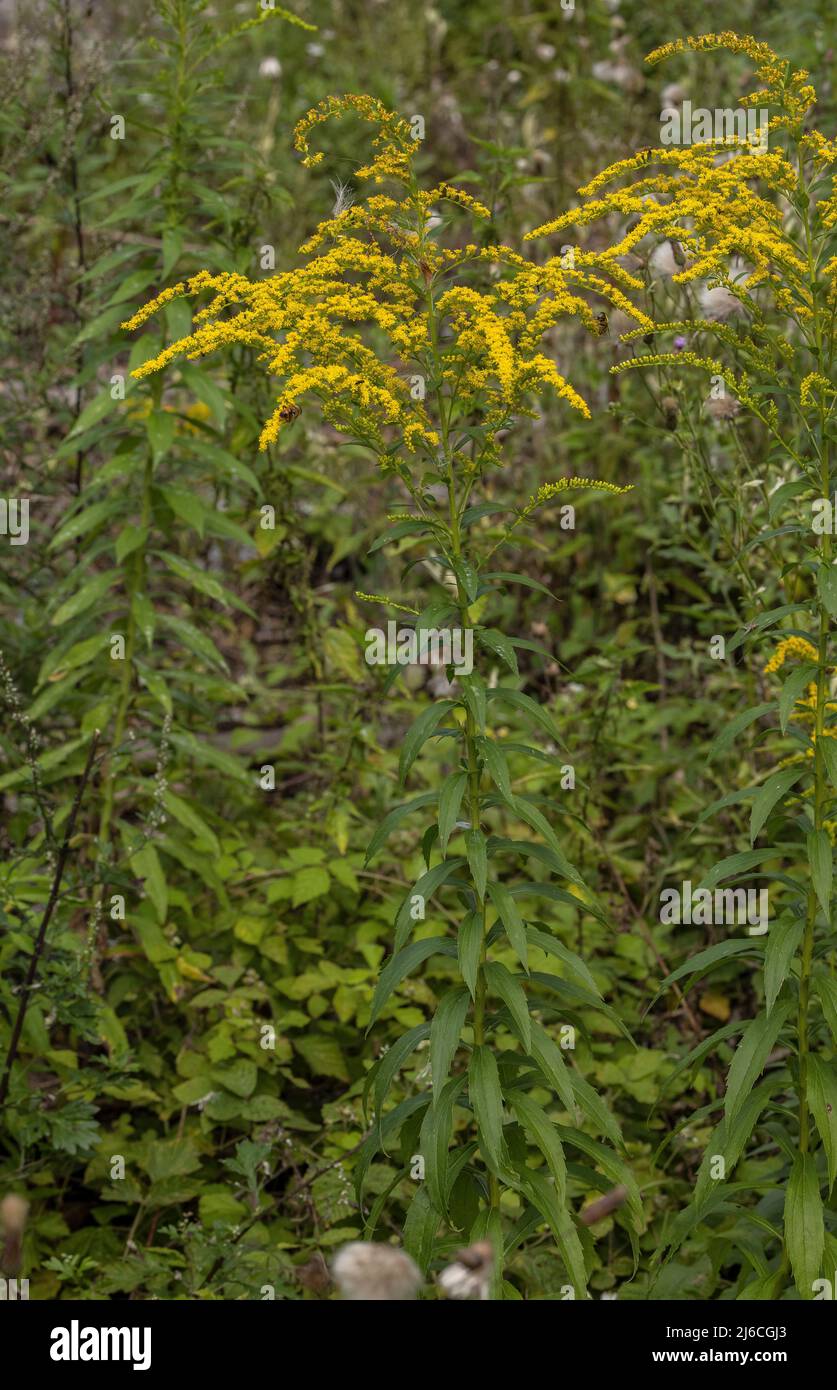 Canadian goldenrod, Solidago canadensis in flower, naturalised in the Austrian Alps. Stock Photo