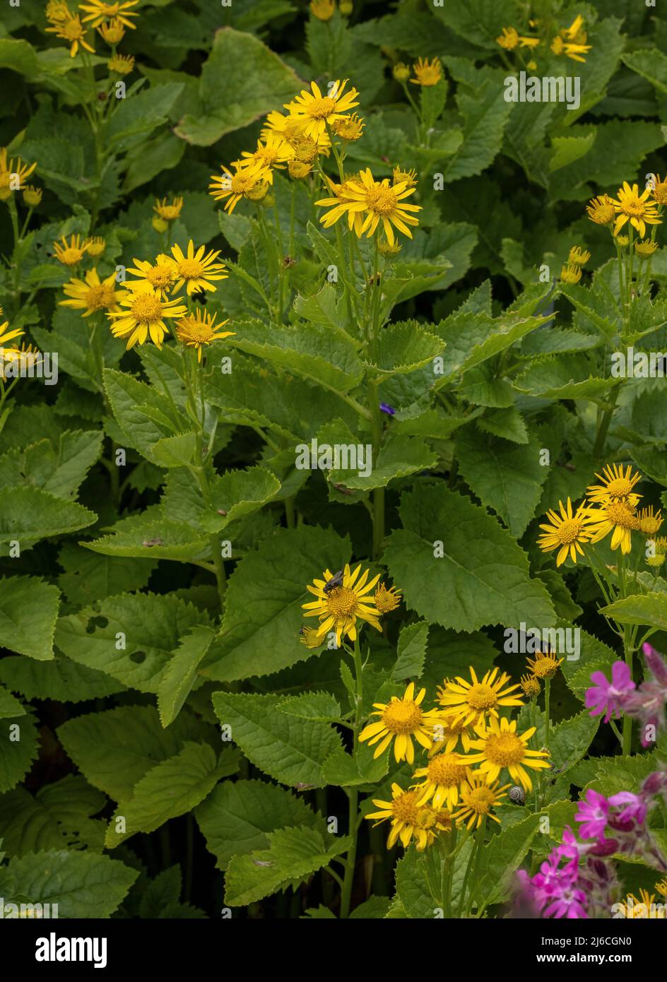 Alpine Ragwort, Jacobaea alpina in flower in the Swiss Alps. Stock Photo