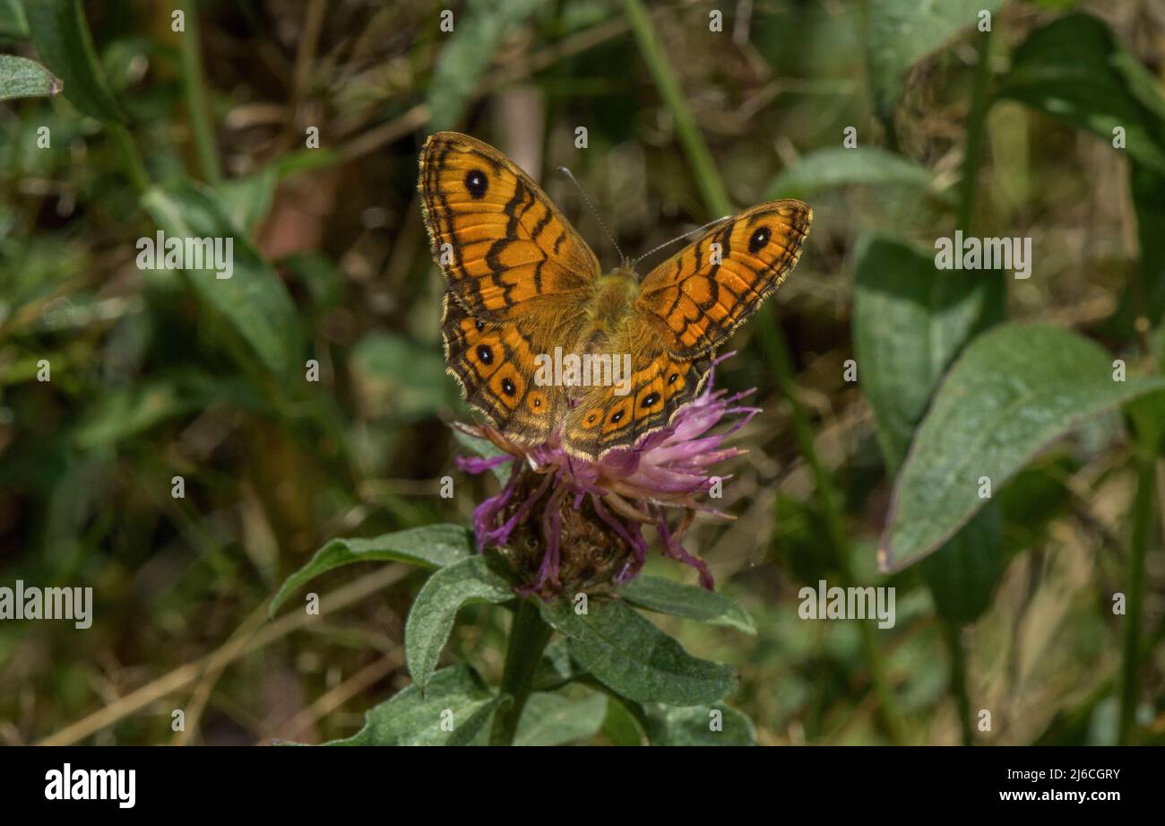 Wall Brown butterfly, Lasiommata megera, on knapweed in early autumn. Stock Photo